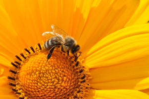 Jak pozyskujemy pyłek pszczeli