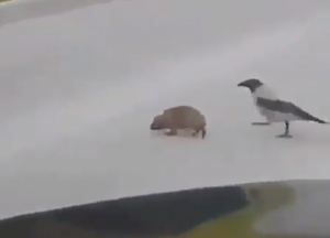 Ptak przeprowadza jeża przez ulicę