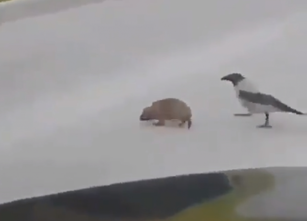 Ptak przeprowadza jeża przez ulicę