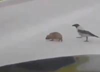 Przyroda: Zobacz, jak ptak przeprowadza jeża przez ruchliwą jezdnię
