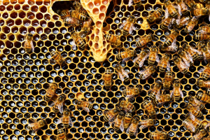 Pyłek pszczeli czy pierzga