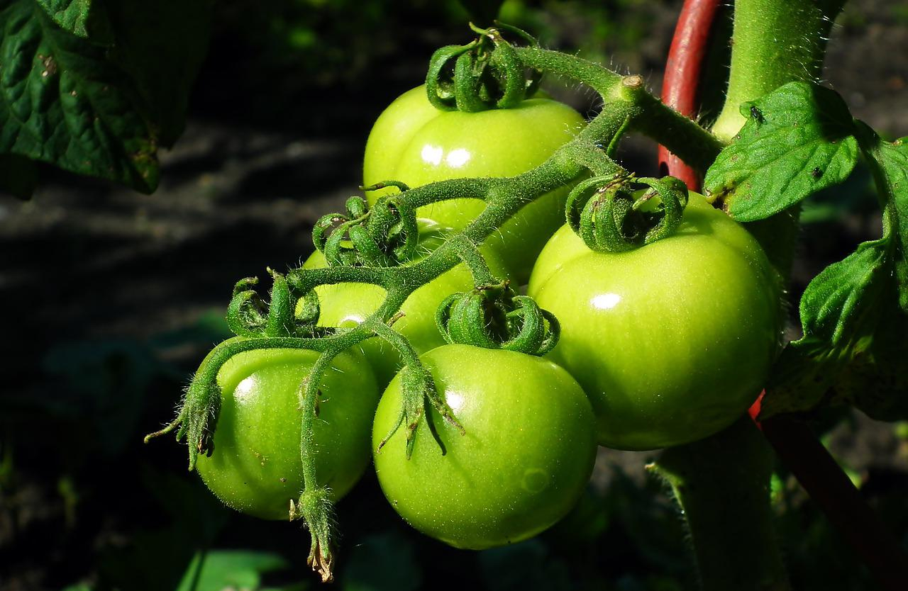 Zielone pomidory - ciekawostki